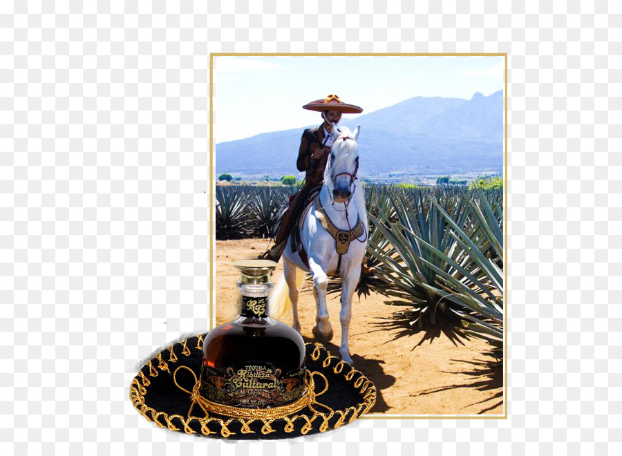 Cavaleiro，Cavalo PNG