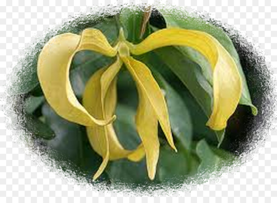 Flor De Ylang Ylang，Flor Amarela PNG