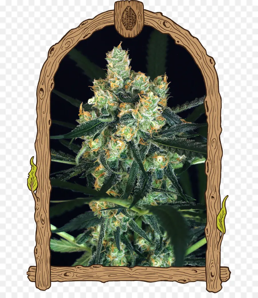 Planta De Cannabis，Maconha PNG