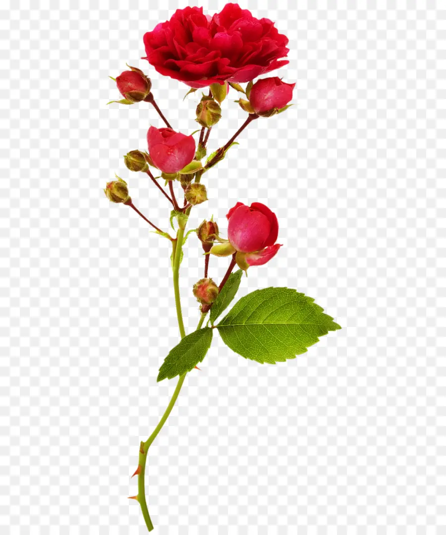 Rosa Vermelha，Florescer PNG