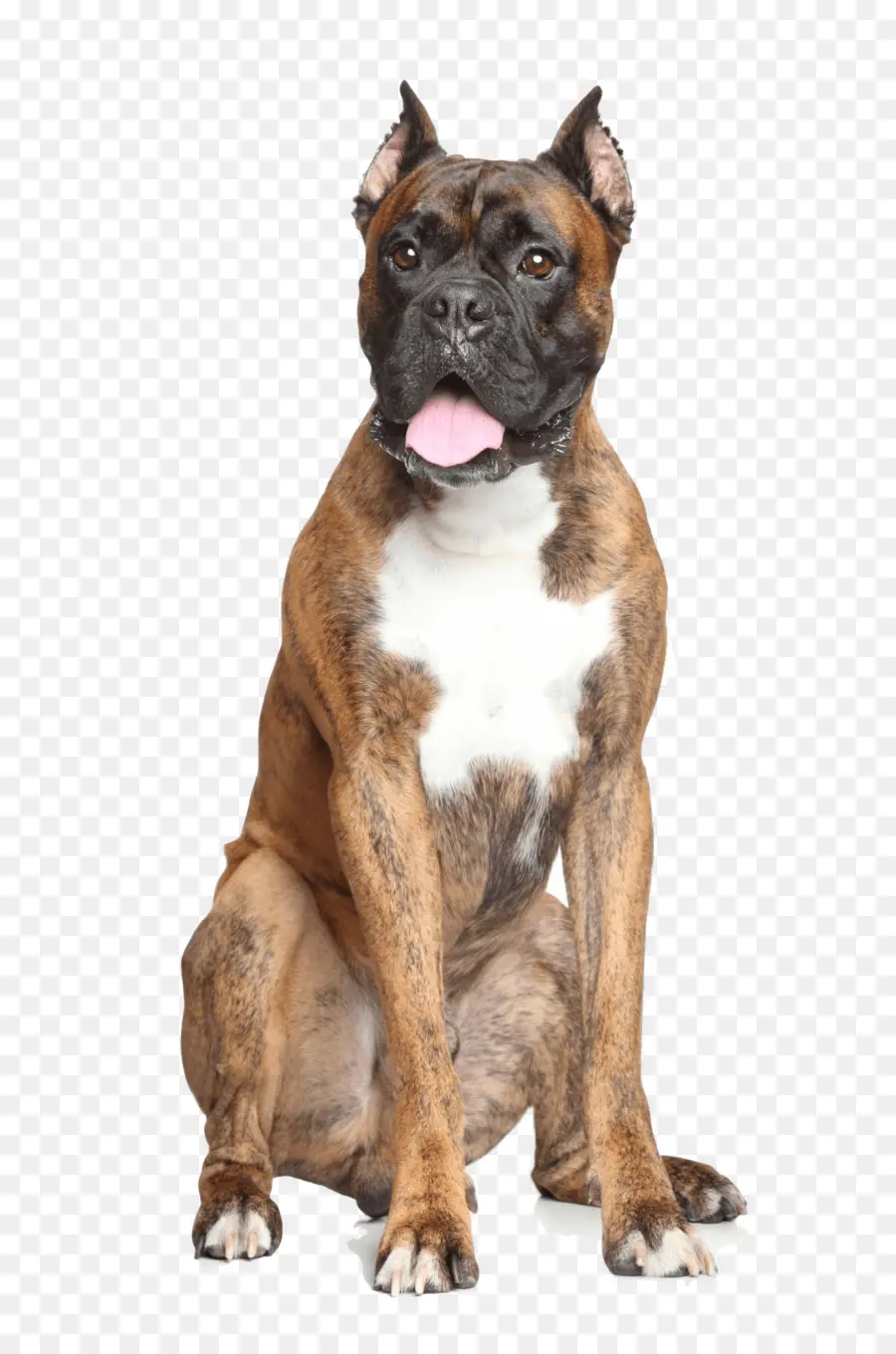 Boxer，Raça Do Cão PNG