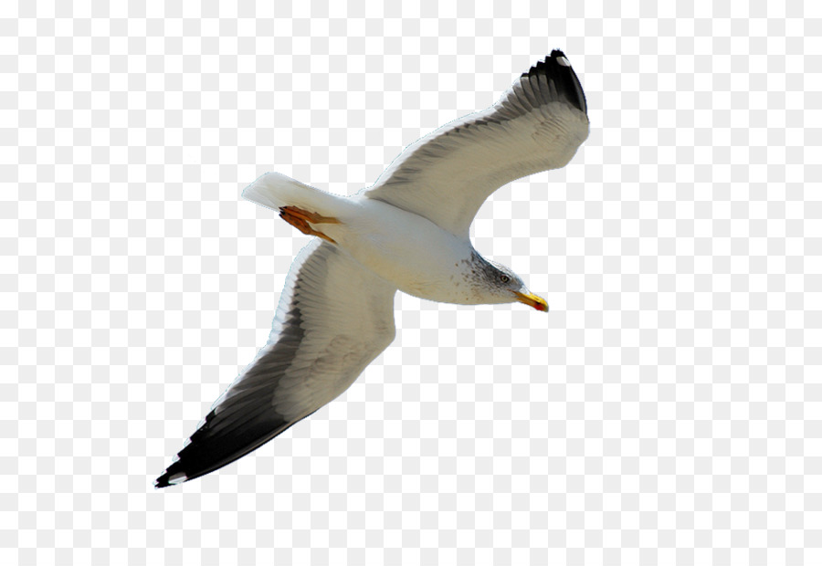 Gaivota，Vôo PNG