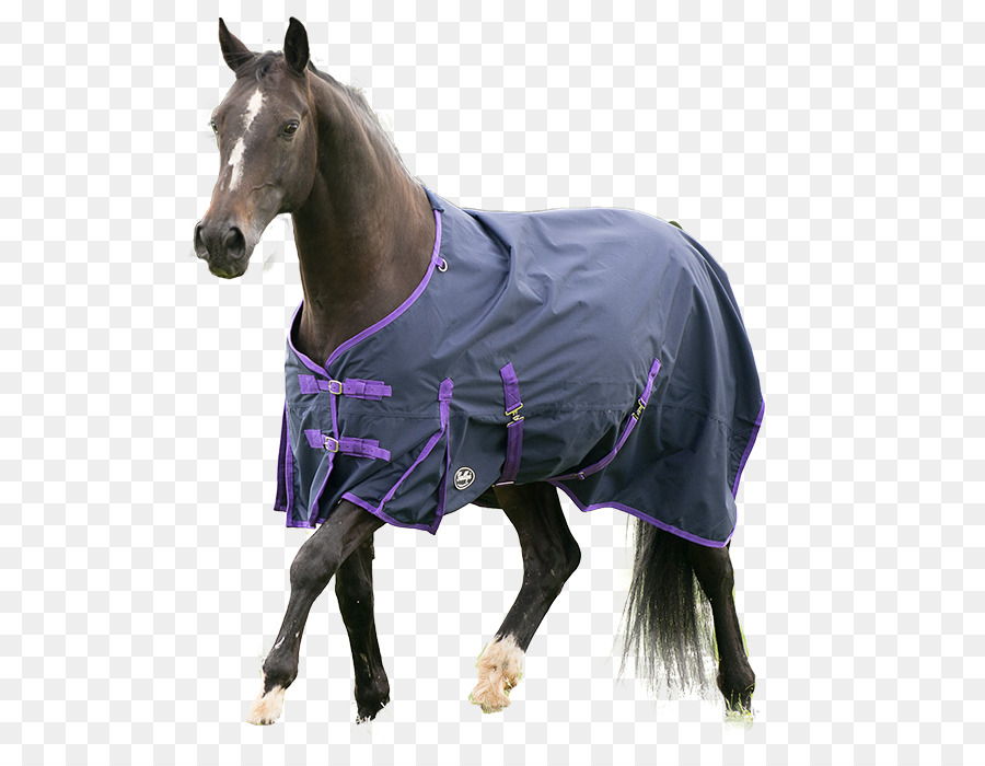 Galope，Cavalo Cobertor PNG