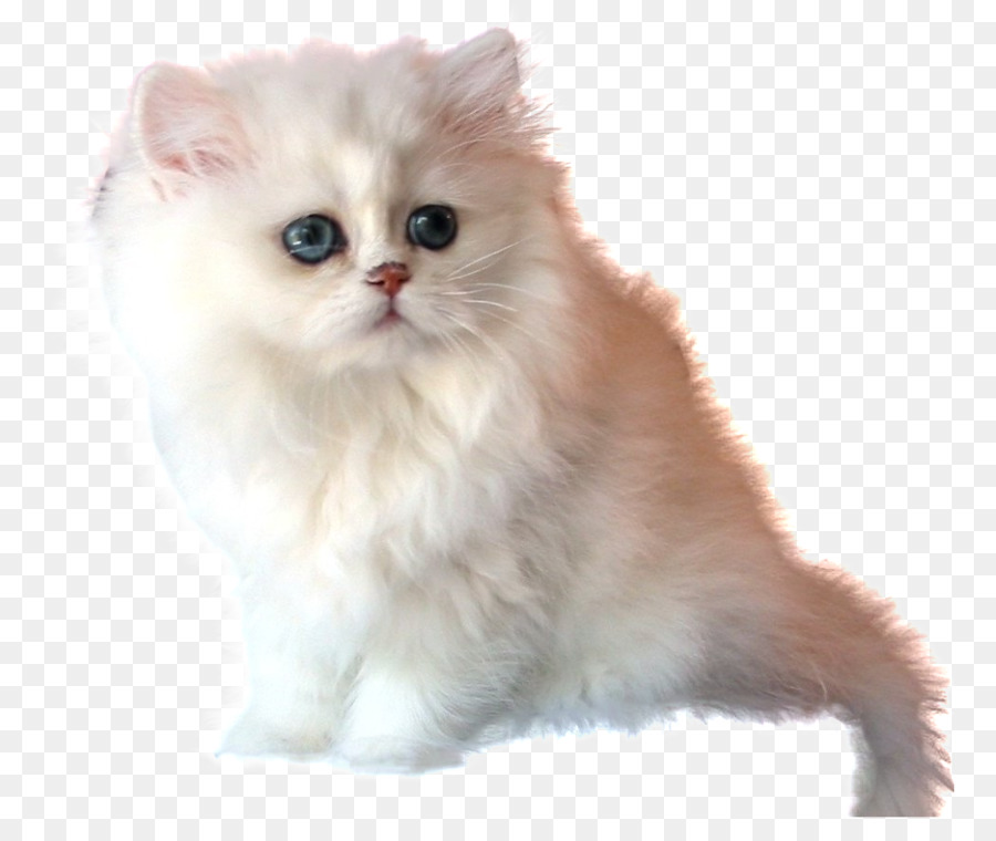 Gato Persa，Britânico Semilonghair PNG