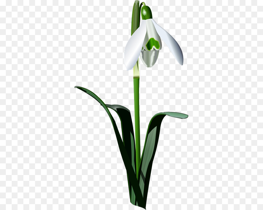 Snowdrop，Lâmpada PNG