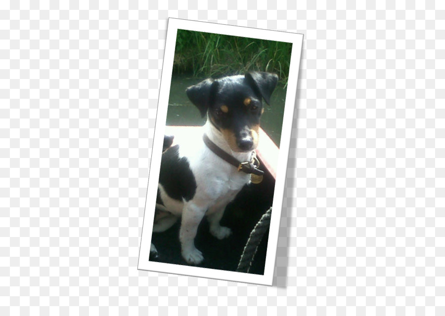 Jack Russell Terrier，Raça Do Cão PNG