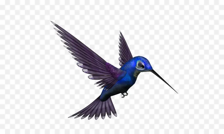 Colibri，Pássaro PNG