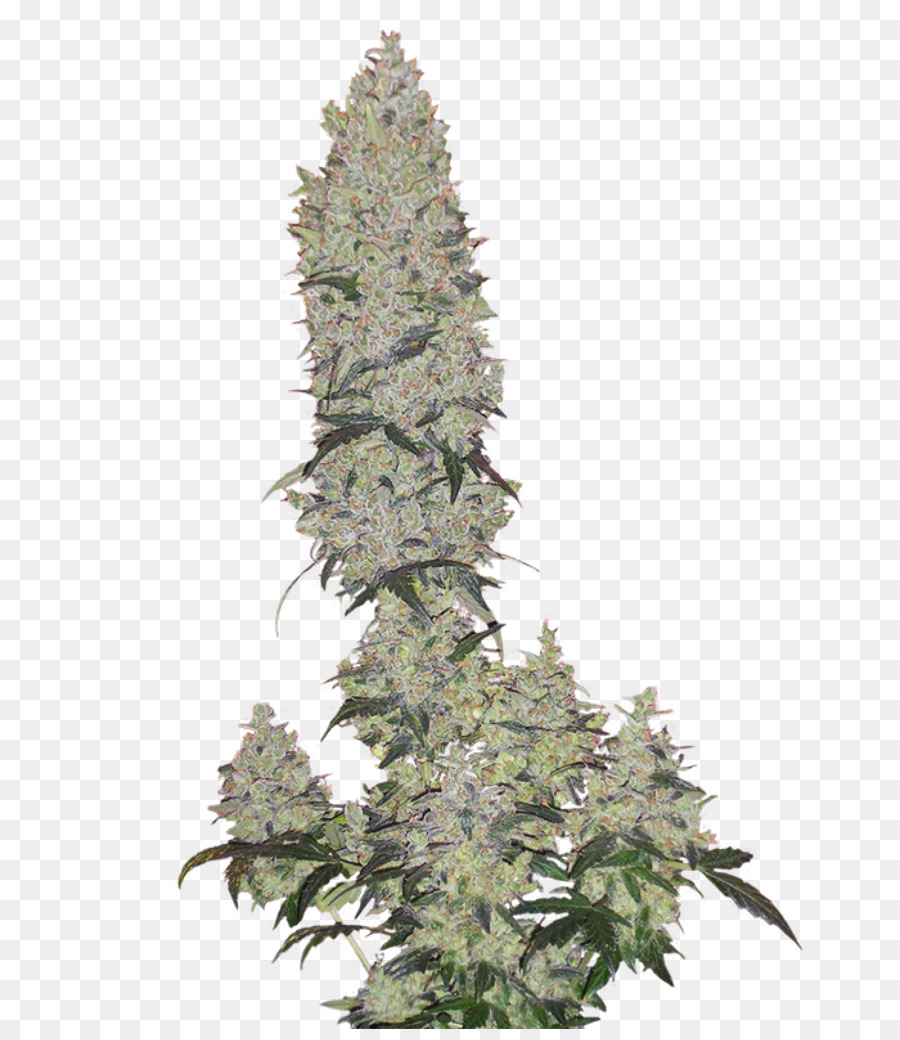 Cannabis，Evergreen PNG