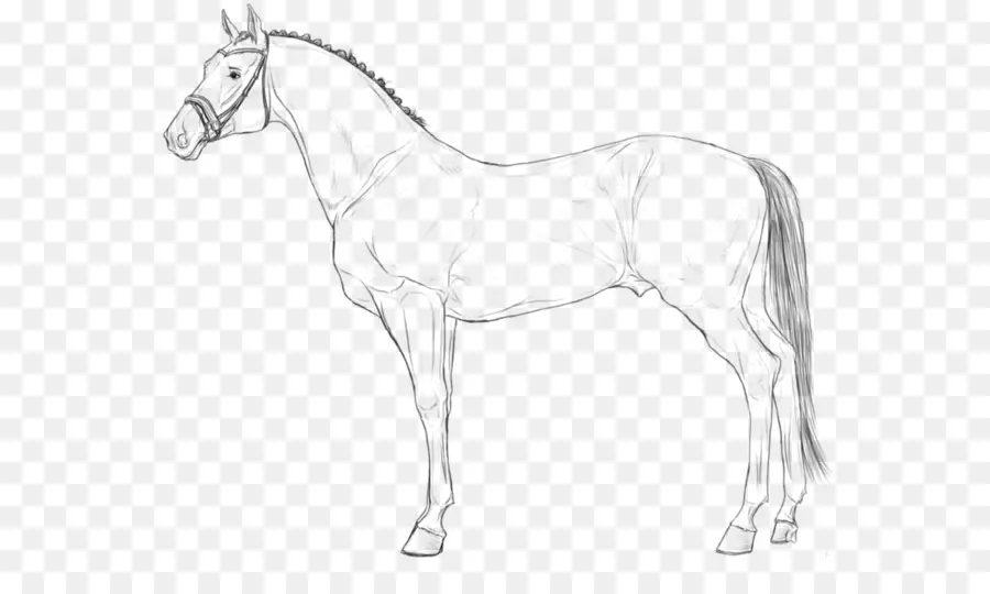Hanoverian Cavalo，Arte De Linha PNG