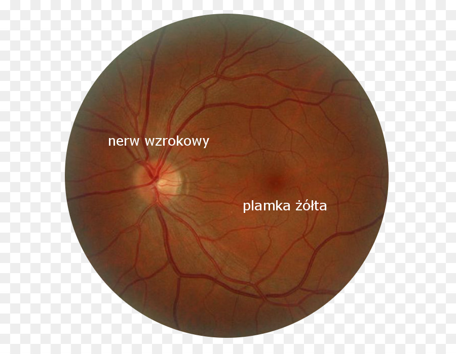 Retina，Eye PNG