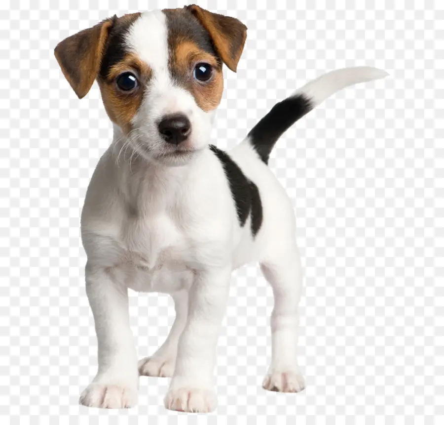 Jack Russell Terrier，Russell Terrier PNG