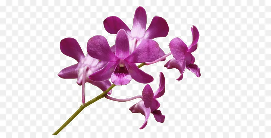 De Autocolantes De Parede，Orquídeas PNG