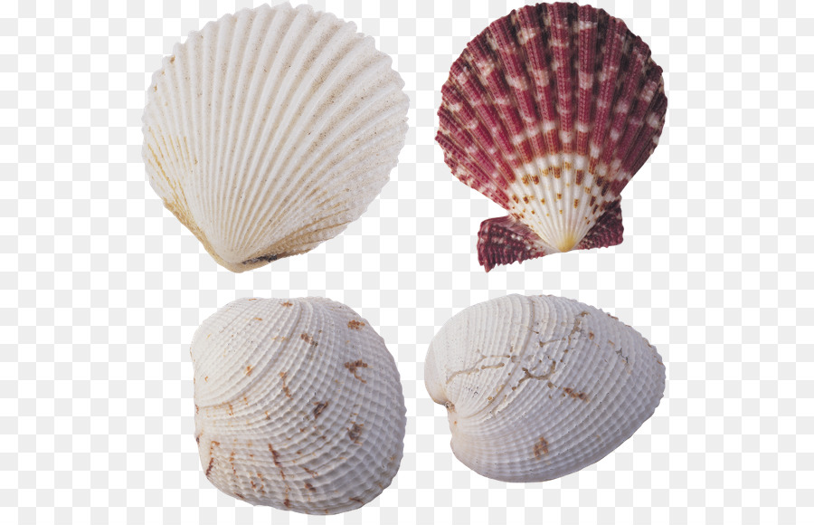 Seashell，Mar PNG