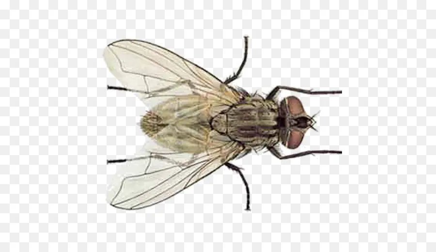 Inseto，Mosca PNG