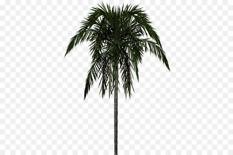 Arecaceae，árvore PNG