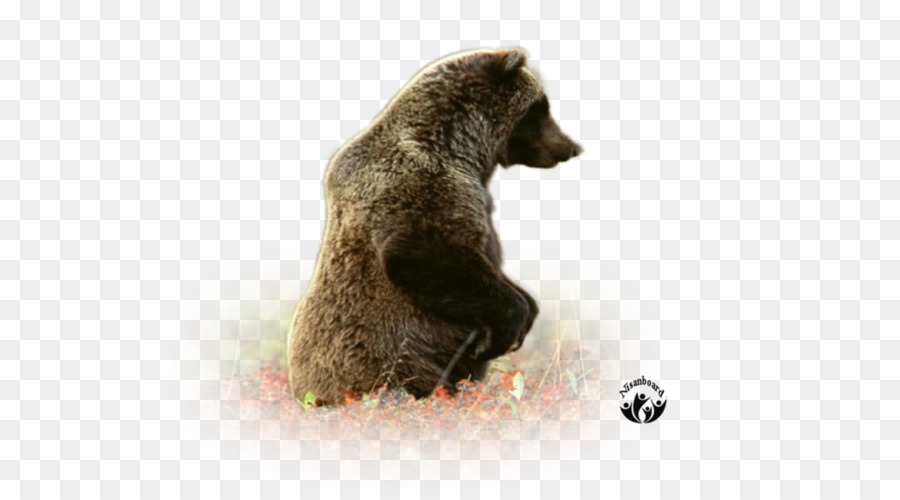 Grizzly Bear，Urso Marrom PNG