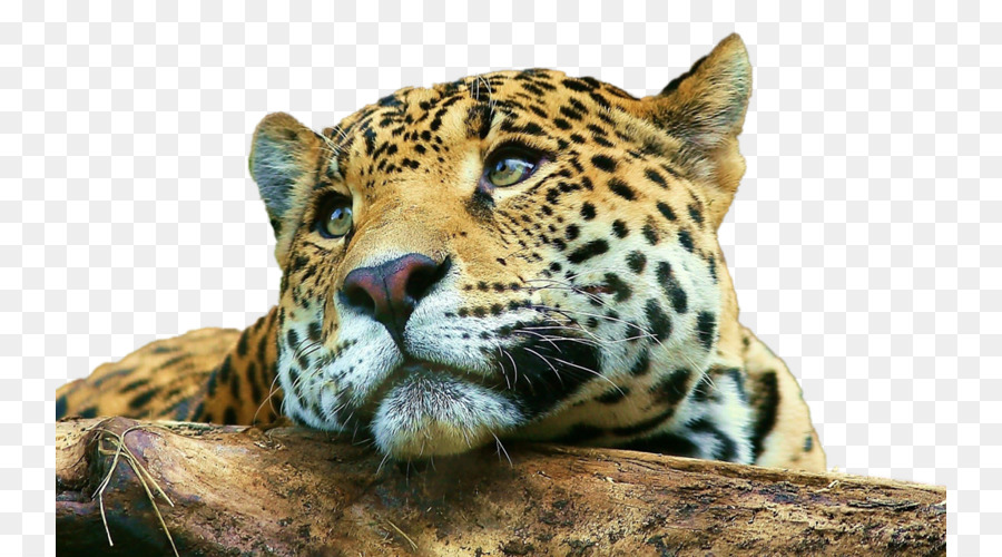 Leopardo，Gato Grande PNG