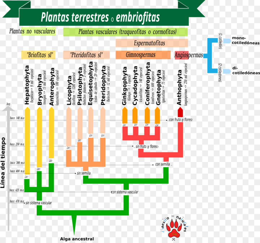 Plantas De Sementes，Plantas Vasculares PNG