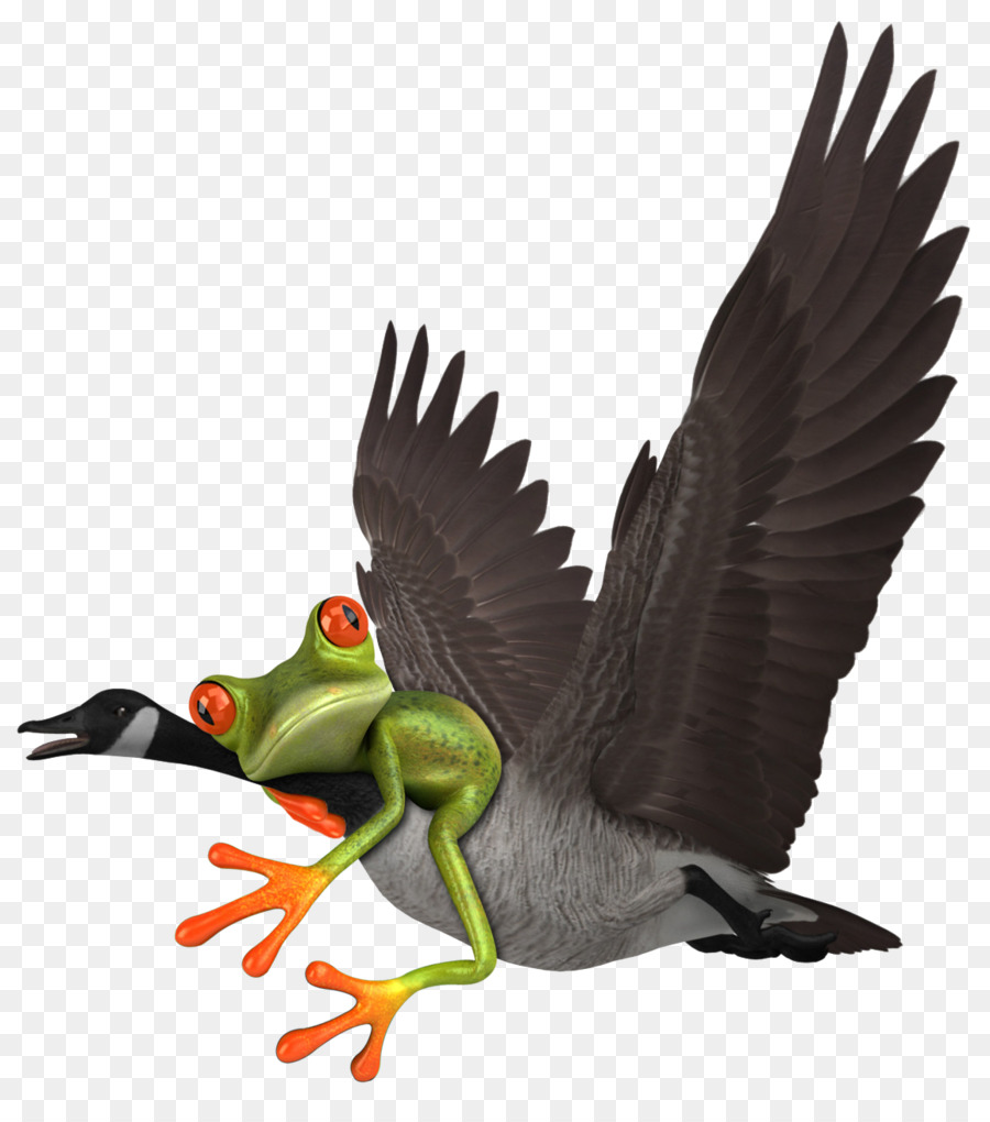 Pato，Ganso PNG