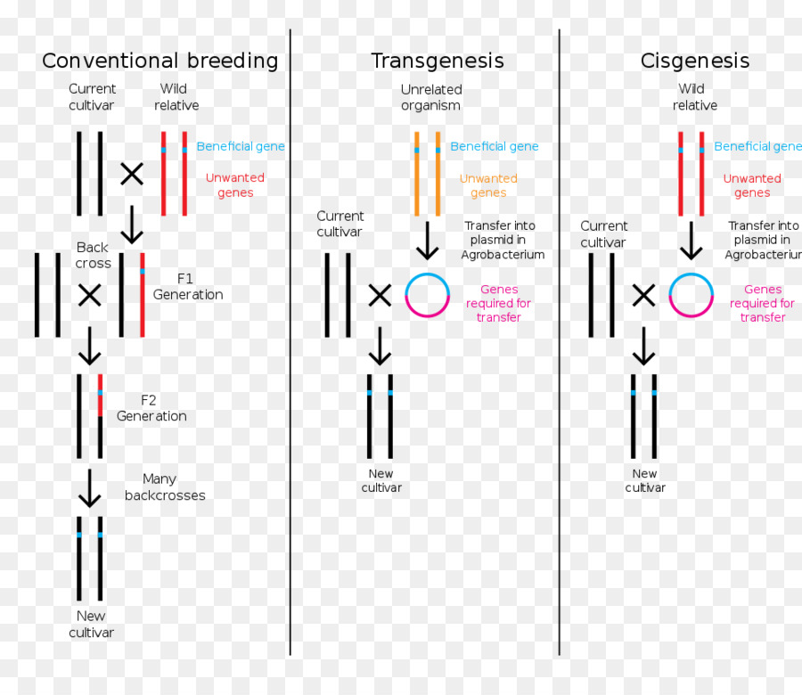 Alimentos Geneticamente Modificados Controvérsias，Cisgenesis PNG