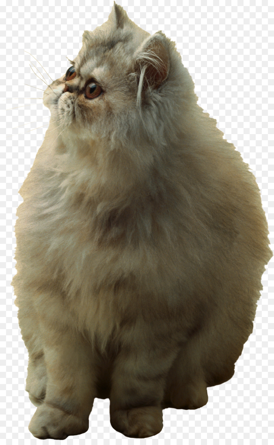 Gato Persa，Asiática Semilonghair PNG