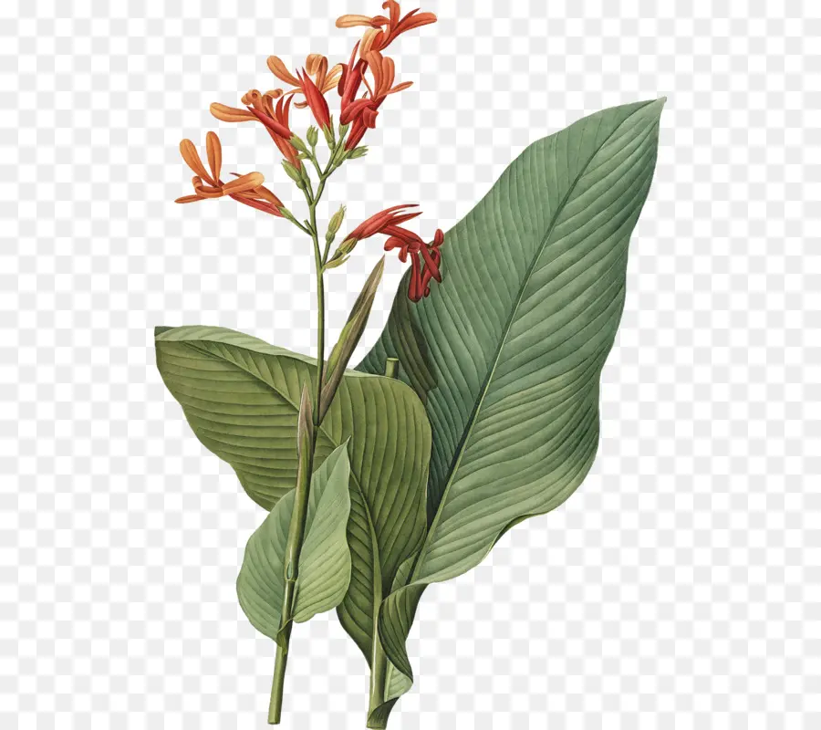 Flor，Botânico Ilustração PNG