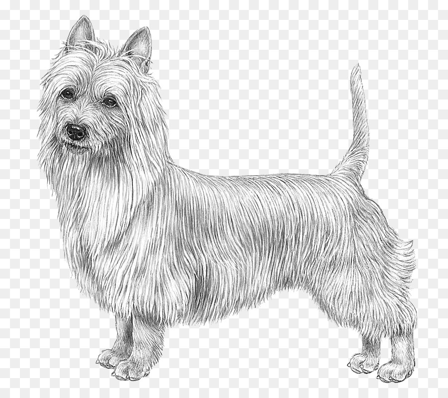 Glen，Australian Terrier PNG