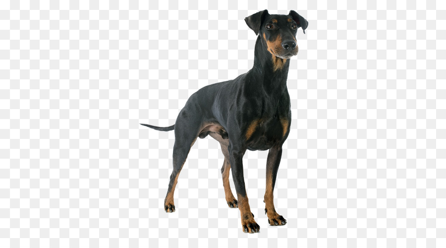 O Manchester Terrier，Brinquedo Manchester Terrier PNG