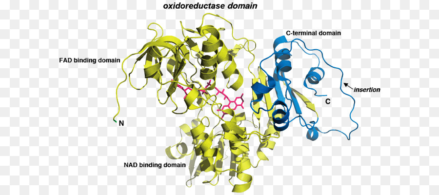 Apoptosisinducing Fator De，Aifm1 PNG