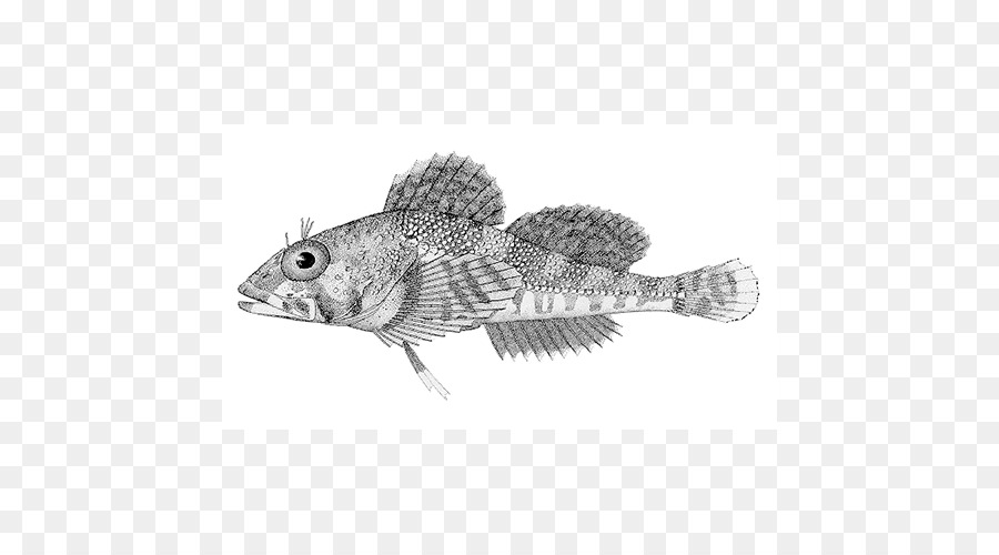 Cottidae，Mailcheeked Peixes PNG