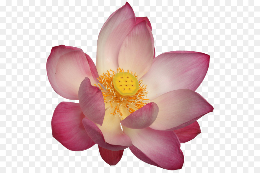 Lótus Rosa，Florescer PNG