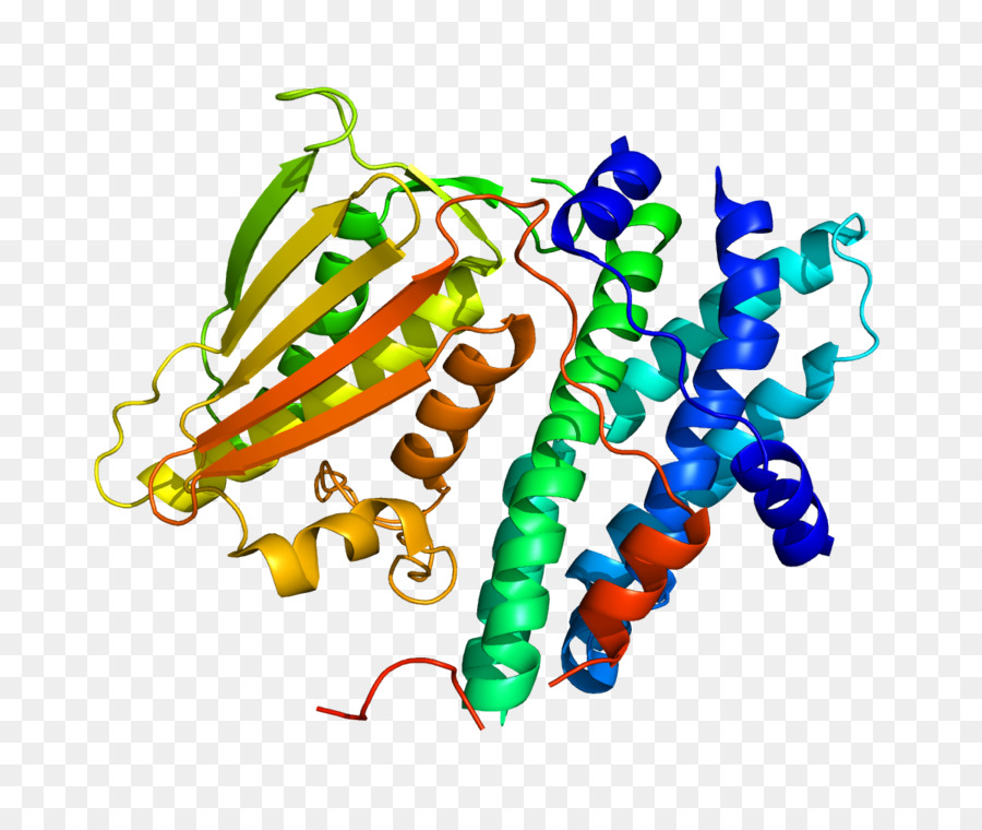 O Piruvato Desidrogenase Quinase，O Piruvato Desidrogenase PNG