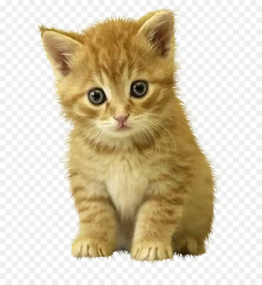 Gatinho Laranja Fofo，Gatinho PNG