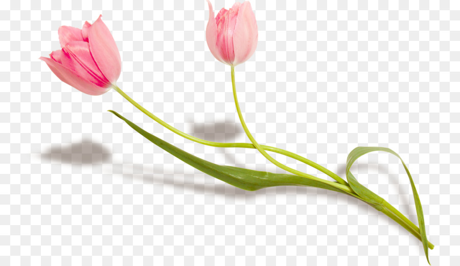 Flor，Senhora Tulip PNG