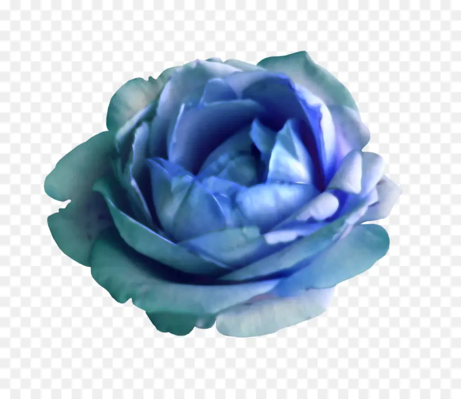 Rosa Azul，Rosa PNG