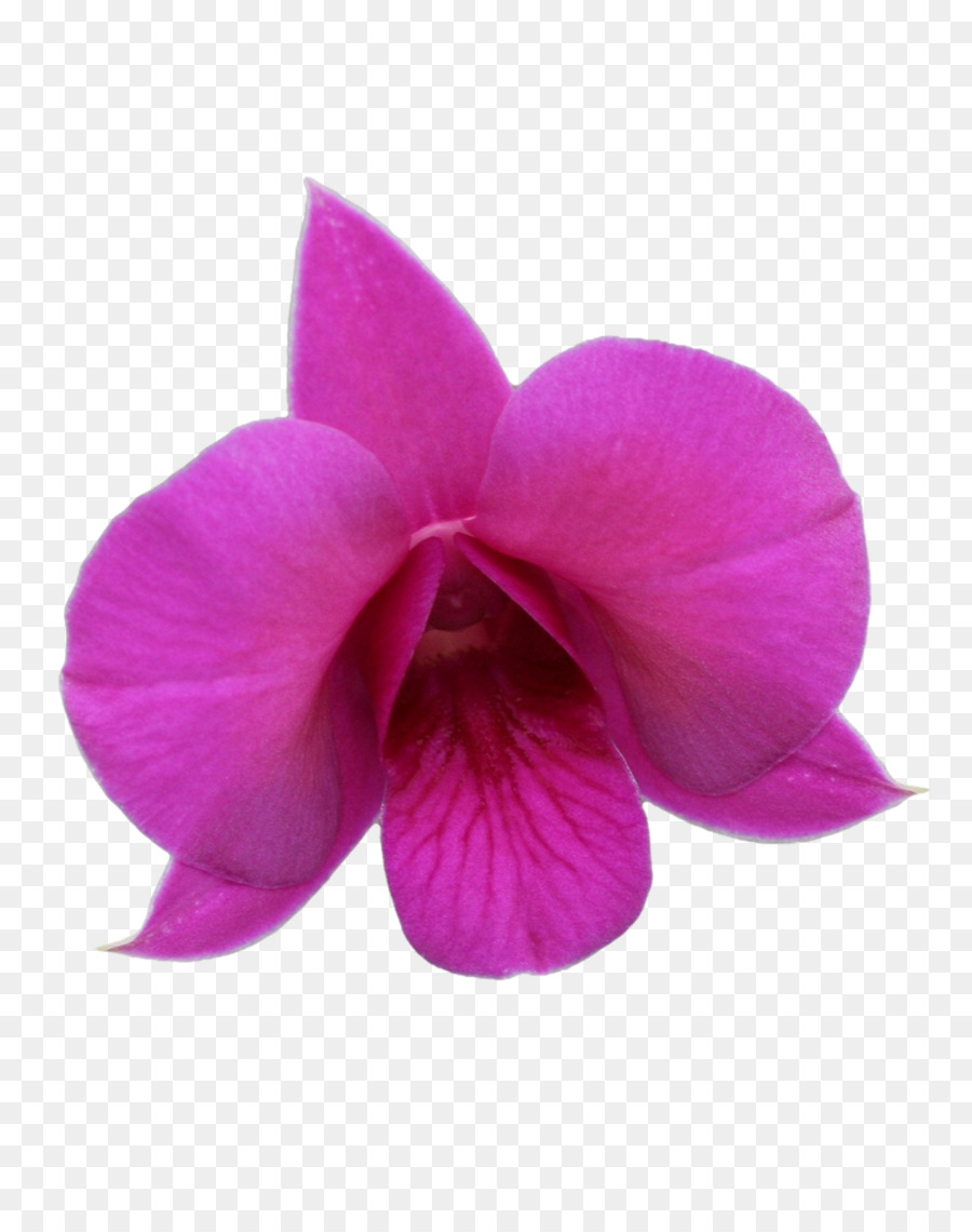 Flor，Hibisco PNG