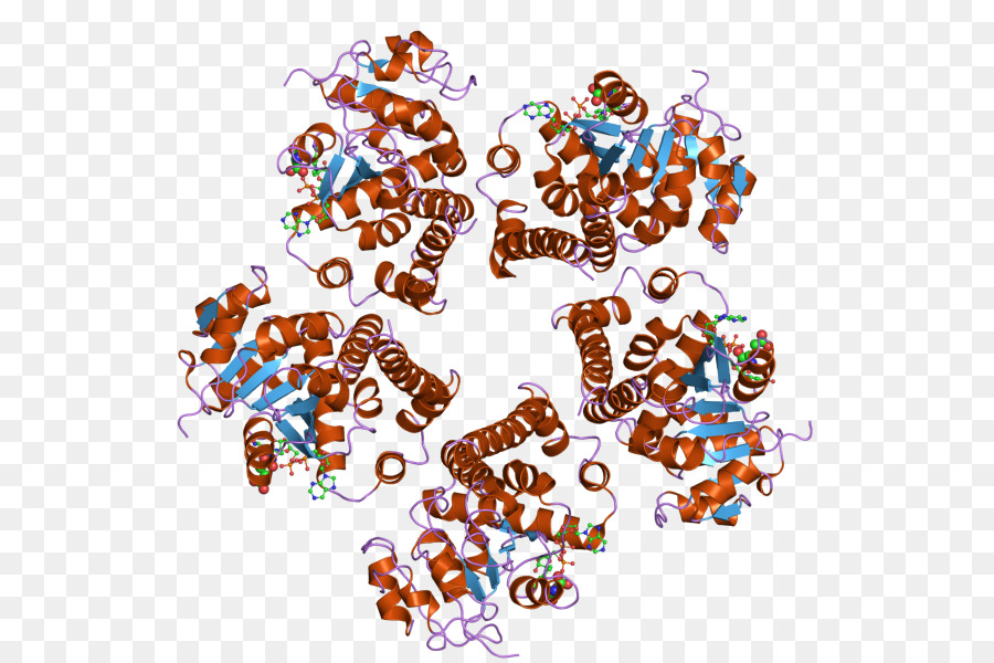 Pyrroline5carboxylate Redutase，Pycr1 PNG