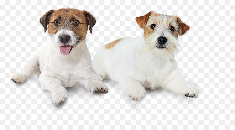 Jack Russell Terrier，Fio De Cabelo Fox Terrier PNG