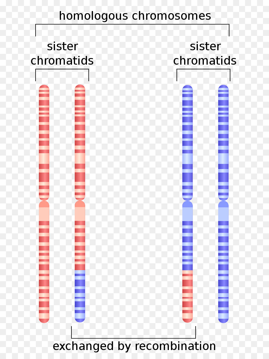 Cromossomos Homólogos，Cromátides PNG