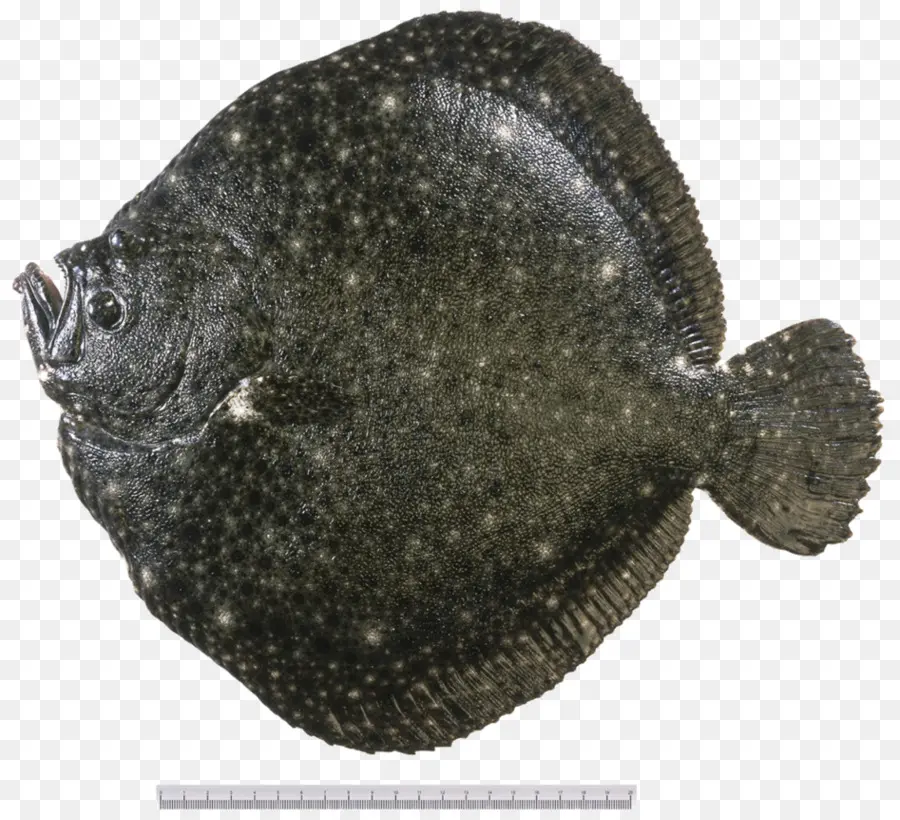 Peixe Chato，Peixe PNG