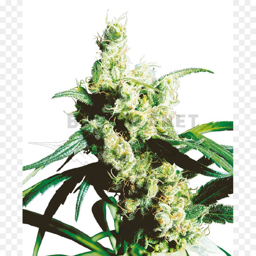 Planta De Cannabis，Folhas PNG