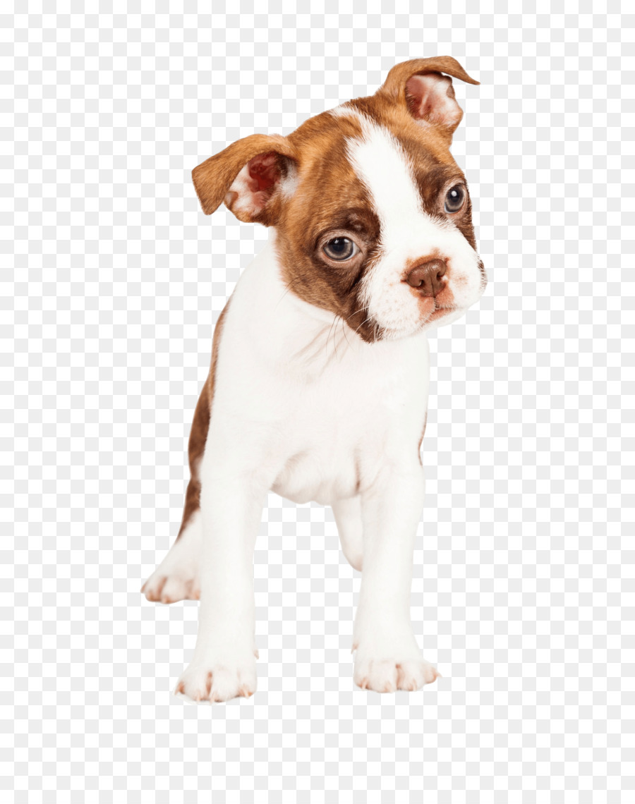 Buldogue，Cachorro PNG