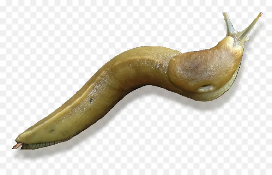 Slug，Caracol PNG