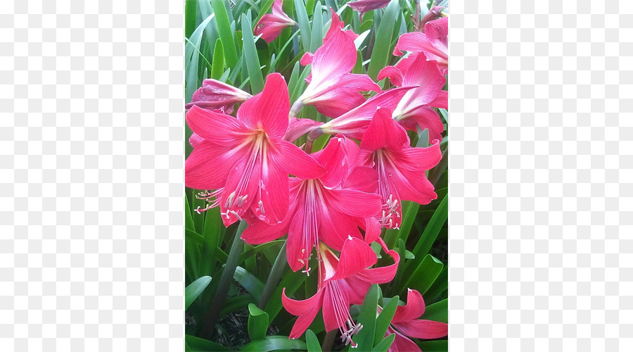 Amarílis，Crinum PNG