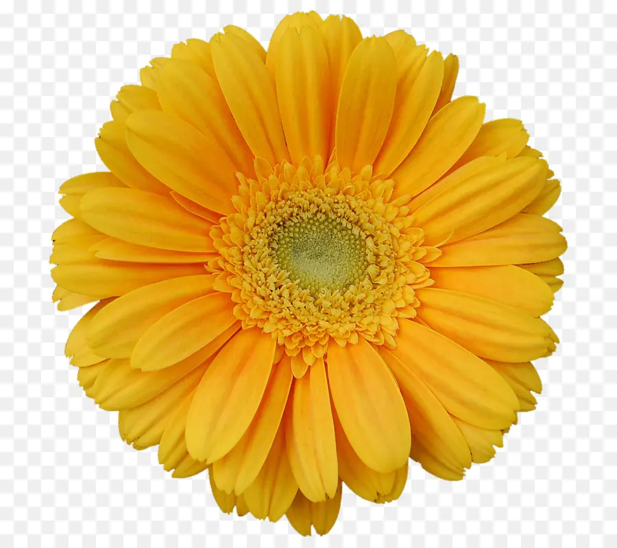 Transvaal Daisy，Amarelo PNG