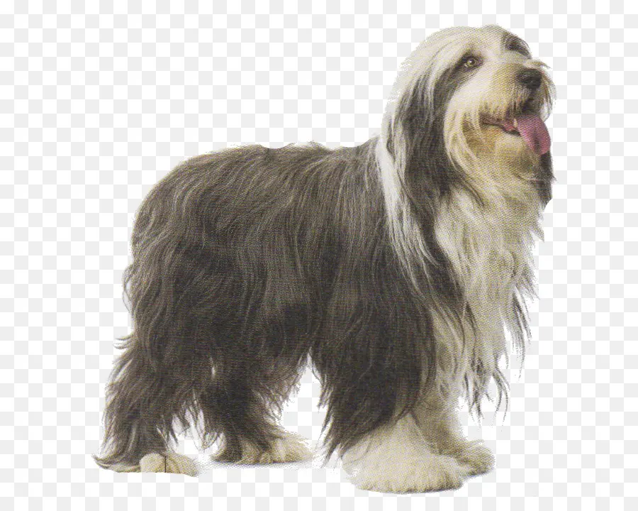 Bearded Collie，Catalão Pastor PNG