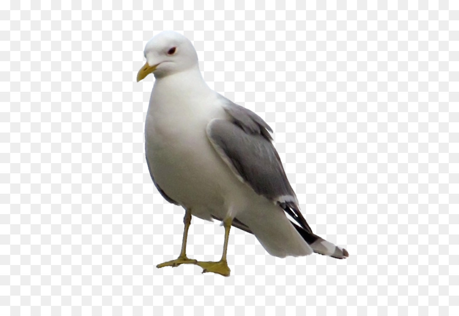 Gaivota，Branco PNG