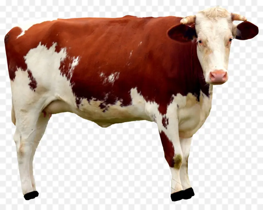 Vacas，Pecuária PNG