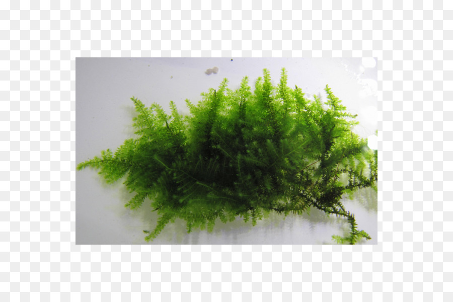 Moss，Plantas Aquáticas PNG