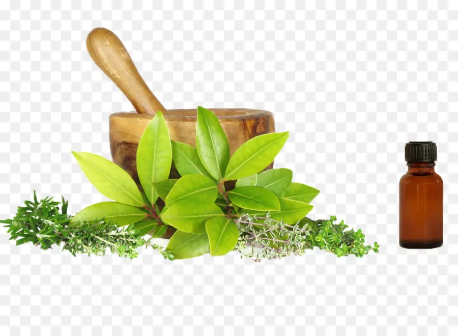 Herbalism，Erva PNG
